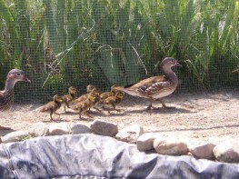 canards bb1.jpg (22 ko)